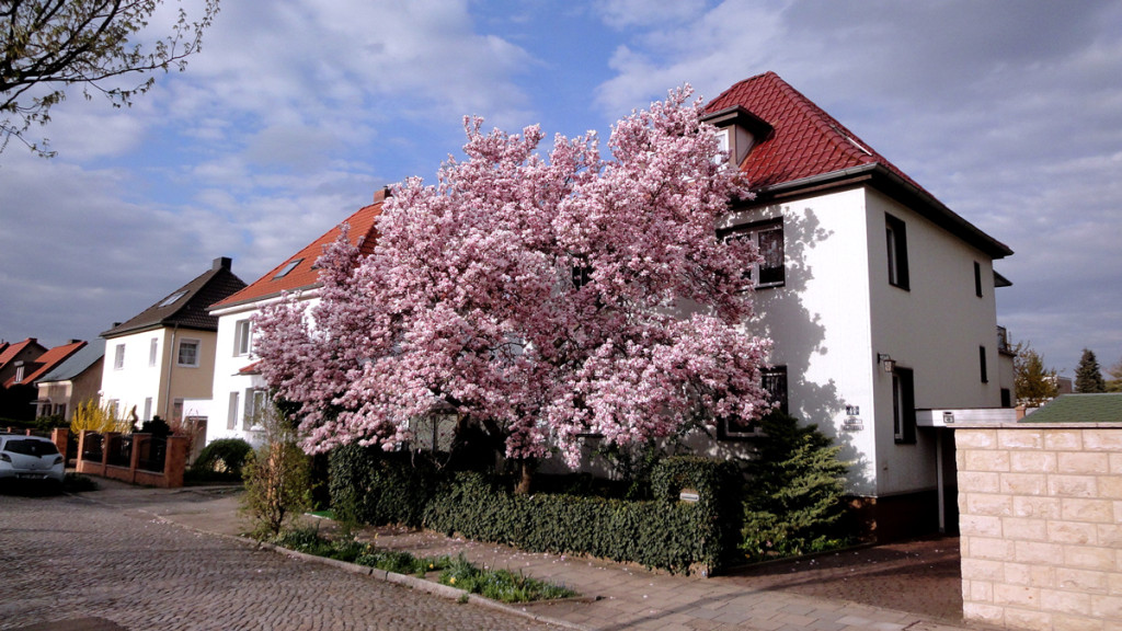 Tulpenbaum in der Friedrich-Aue-Straße