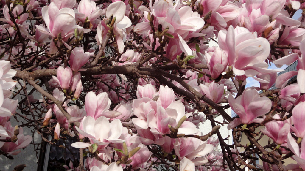 Blüten eines Tulpenbaumes